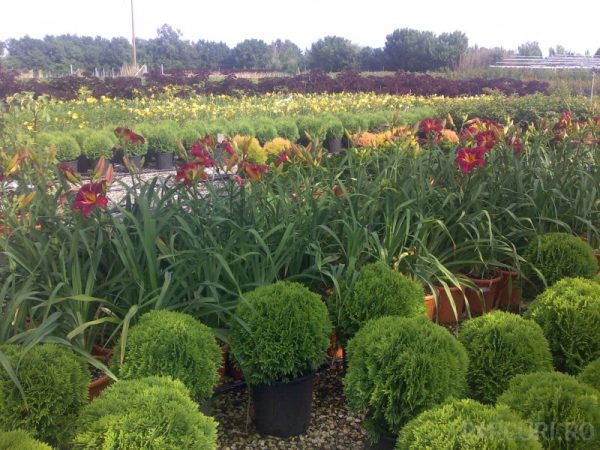 Plantare de arbori, arbusti și flori de grădină în containere sau cu balot de pământ de 20 litri - imagine 1