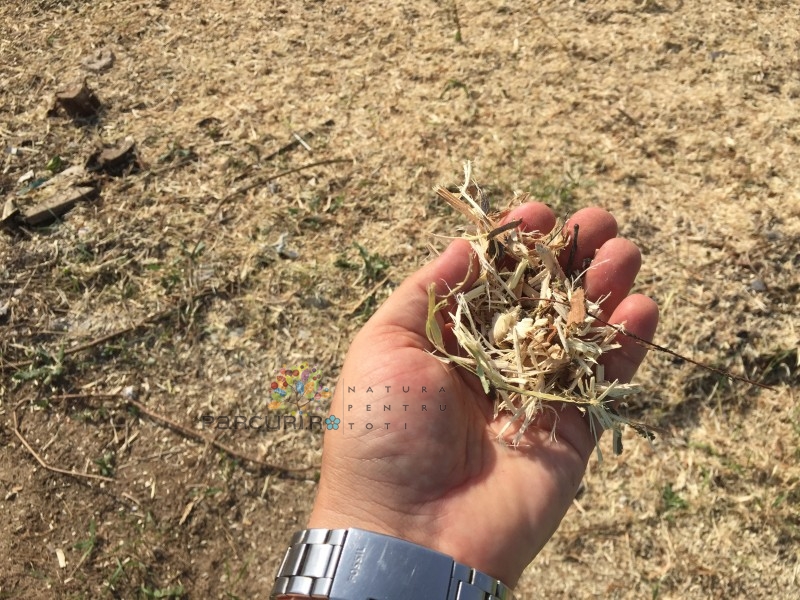 Tocatura de lemn si resturi vegetale rezultate din tocarea crengilor Transportul resturilor vegetale compostabile, crengilor și tocăturii de crengi, tarifat pe mașină de 3,5 mc - imagine 1