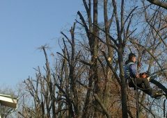 Angajat Gardenis lucrând în copaci, exemplificând dedicarea pentru intretinerea arborilor