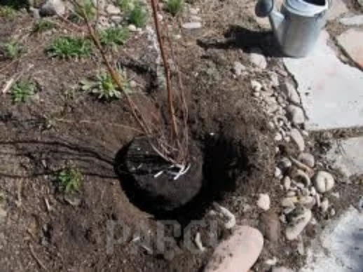 Plantari plante de gradina, arbori, arbusti si flori in ghivece sau containere.v4 Plantare de arbori, arbusti și flori de grădină în containere sau cu balot de pământ de 3-5 litri - imagine 1