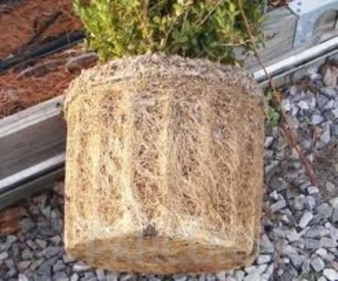 Plantari plante de gradina, arbori, arbusti si flori in ghivece sau containere3.v4 Plantare de arbori, arbusti și flori de grădină în containere sau cu balot de pământ de 7-10 litri - imagine 1